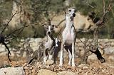 WHIPPET 150